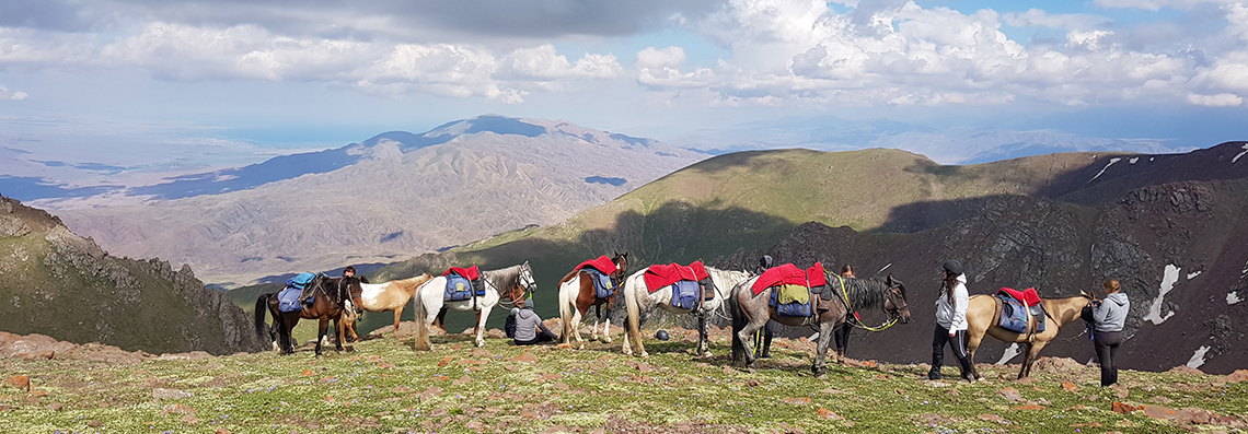 Nos chevaux au repos